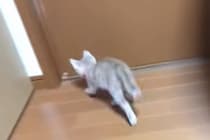 「あきらめニャい！」自力でドアを開けたい子猫→“ドヤ顔”入室に「賢すぎる！」「かわいすぎる！」絶賛の声