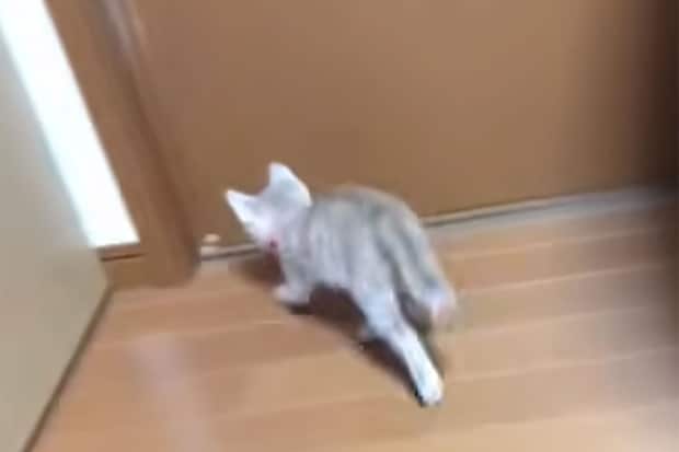 「あきらめニャい！」自力でドアを開けたい子猫→“ドヤ顔”入室に「賢すぎる！」「かわいすぎる！」絶賛の声