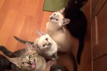 「ちゃーんと待てるのニャ！」子猫たちの“お食事タイム”に視聴者「ここは天国か…」と悶絶！癒やしの動画が話題