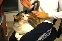 【動画】飼い主が限界やん…（苦笑）おしりを強く叩かれるのが好きすぎる“ヘンタイ猫”を見る！