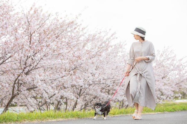 花見シーズンは犬＆猫にとって危険だらけ！？ 　春の散歩道に潜む“食べてはいけないもの”とは【獣医師が解説】