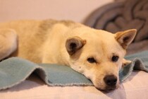 【豆知識】死期が近い「犬」　どんな行動をするの？　飼い主にできることは？　動物看護師が解説