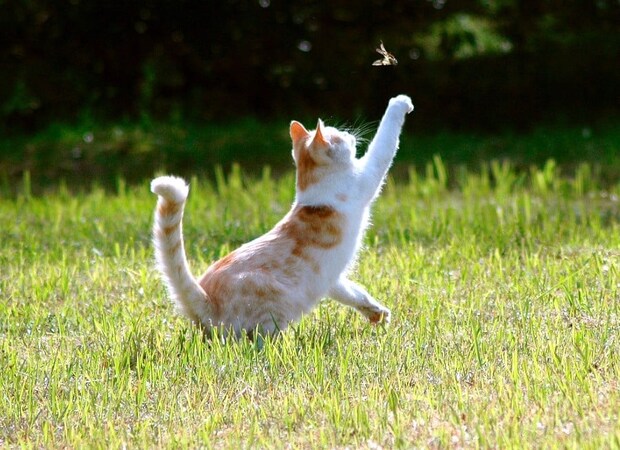 「猫を飼うとゴキブリがいなくなる」 うわさは本当? 獣医師に聞いた