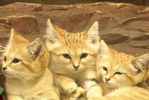 “砂漠の天使”「スナネコ」、実はペットにすると大変！な「ウラのカオ」衝撃映像