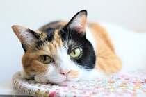 「猫を飼うとゴキブリがいなくなる」って本当？　獣医師に真偽を聞いてみた
