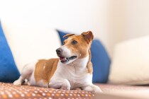 飼い主の「新生活」がペット追い詰める？ 　犬猫が出すSOSサイン＆避けるべき行動とは【獣医師が解説】