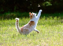「猫を飼うとゴキブリがいなくなる」　うわさは本当？　真偽が判明！