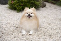 「ペットにしたい小型犬」ランキング　2位「ポメラニアン」…1位は？