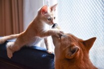 【豆知識】「えっ…」　これが、犬猫の換毛期の抜け毛＆皮膚炎による脱毛を見分ける方法です！
