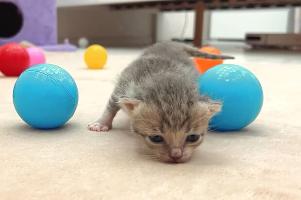 「もう動けニャい…」ミルクでおなかいっぱいの子猫に「心が溶ける」母親目線になる視聴者が続出！