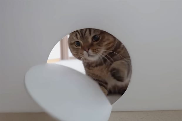 「猫はやっぱり液体だった」 狭いチューブを次々と通り抜ける猫たちの驚異の身体能力に絶賛の声