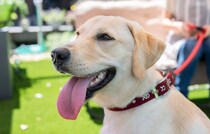 【ランキング】小型犬もチェック！　2位「シベリアンハスキー」…1位は？