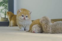 子猫が子猫の世話をする…！？母猫がいない時の“驚きの行動”に「なんて優しいお姉さん」視聴者が感動