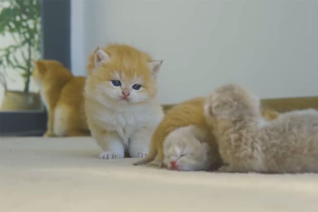 子猫が子猫の世話をする…!?母猫がいない時の“驚きの行動”に「なんて優しいお姉さん」視聴者が感動