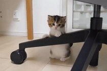 「うまくできニャい（涙）」つるつる滑ってしまう不器用な子猫…何度も挑戦する姿に「健気でいとおしい！」視聴者が胸キュン