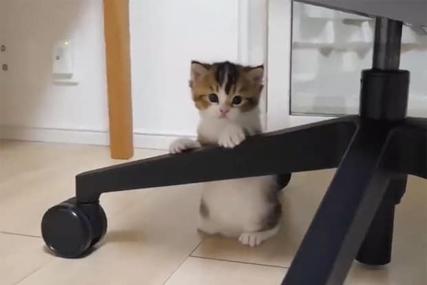「うまくできニャい（涙）」つるつる滑ってしまう不器用な子猫…何度も挑戦する姿に「健気でいとおしい！」視聴者が胸キュン