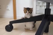 【動画】落ち込む姿に思わずキュ～ン！！不器用な子猫のチャレンジの一部始終を見る！
