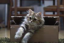 「油断大敵なのニャ！」段ボールの中からおもちゃを狙う“策士な子猫”がかわいい！「ストレスが吹き飛ぶ」視聴者が絶賛