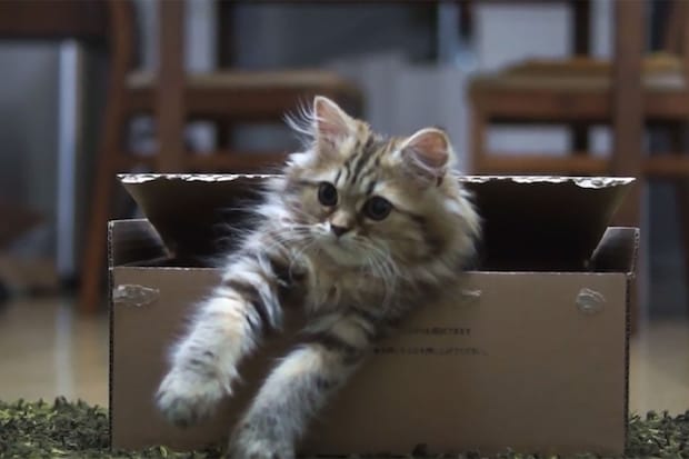 「油断大敵なのニャ！」段ボールの中からおもちゃを狙う“策士な子猫”がかわいい！「ストレスが吹き飛ぶ」視聴者が絶賛