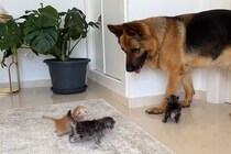 「かまってほしいのニャ～！！」6匹の子猫たちに囲まれてタジタジな大型犬…優しすぎる結末に視聴者ほっこり