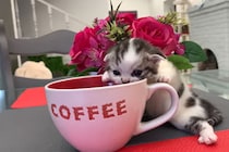 「ん？ボクのお風呂かニャ？」好奇心旺盛な子猫が目をつけたのは…小さすぎる「バスタブ」に収まる姿に視聴者が悶絶！