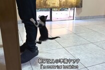 「すごい食欲」「必死な姿がいとおしい」 野良猫から家猫になった子猫のかわいすぎる“ごはんタイム”に密着！