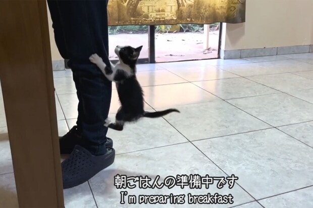 「すごい食欲」「必死な姿がいとおしい」 野良猫から家猫になった子猫のかわいすぎる“ごはんタイム”に密着！
