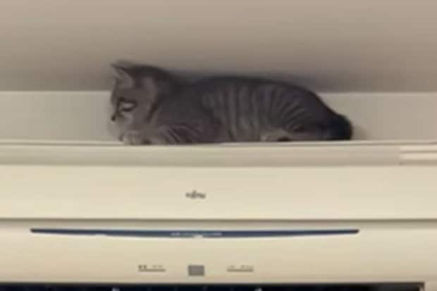 「この狭さが最高ニャッ」ありえない“隙間”にすっぽりハマってくつろぐ子猫…満足げな姿に視聴者も思わず爆笑