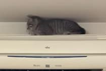 【動画】降りられなくなっちゃった…（笑）？ エアコン上の子猫と飼い主の攻防戦《一部始終》を見る！