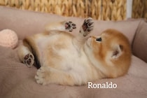 「世界一かわいい！」「癒やされる」“奇跡の子猫”を発見！？「そんな目で見つめないで…」視聴者メロメロ