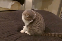 「ニャ、ニャンだこれは！」自分の“しっぽ”が気になる子猫…あまりに不器用な姿に「かわいさに耐えられない」視聴者が爆笑