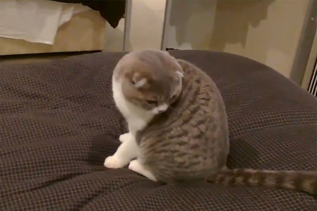 「ニャ、ニャンだこれは！」自分の“しっぽ”が気になる子猫…あまりに不器用な姿に「かわいさに耐えられない」視聴者が爆笑