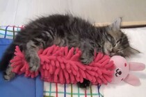 「おやすみなのニャン」人形を抱きしめてフニャ～と眠る子猫が尊すぎ！「仕事の疲れも吹っ飛ぶ」視聴者が悶絶