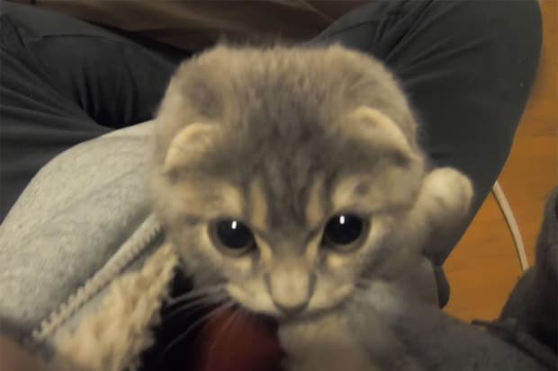 胸元からひょっこり！？甘え上手な子猫に視聴者が悶絶「なんだこのかわいい毛玉は！」「たまら～ん」