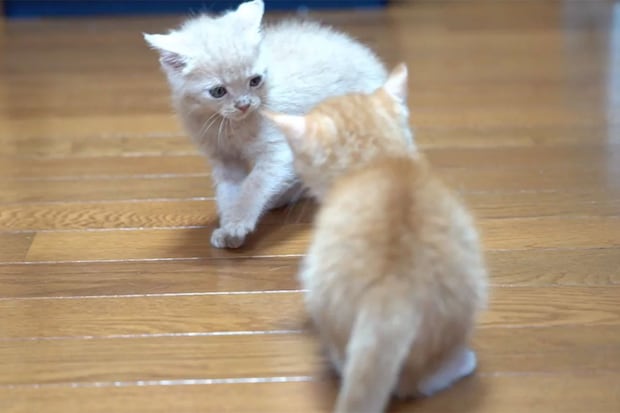 子猫3きょうだいが全力遊び！→疲れて寝落ちしちゃった子猫が起きたら…「みんなどこニャ？」寂しがる姿に視聴者がキュン