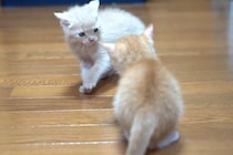 【動画】子猫が目覚めたら…寂しがって鳴く「子猫の様子」を見る！キュンがとまら～ん！！