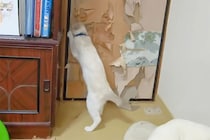 「開通したニャ！」 ふすまに大穴を開けた猫2匹に…「まるで映画の脱獄劇」「怒らないであげて～」視聴者が懇願