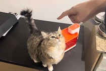 握手をしたい飼い主に「何がしたいのニャ！」猫は差し出された手を…かわいすぎる“やりとり”に「ずっと見ていたい！」視聴者ほっこり
