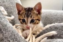 【動画】作戦大成功…！？子猫の「初めての爪切りチャレンジ」一部始終を見る