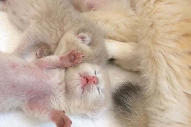 「もう食べられないニャ…」へそ天で眠る赤ちゃん猫が話題！目覚めた時の“行動”までキュートすぎて視聴者悶絶