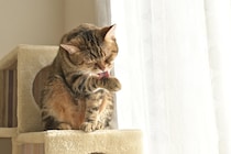 「猫飼うとゴキブリいなくなる」という情報も…もしかして食べている？　注意点を獣医師が解説