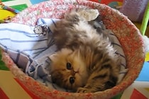 ある意味危険な猫かも！？あざとすぎる子猫の“かまってポーズ”にメロメロになる視聴者続出「天使すぎて目が離せない」「もはやセラピー」