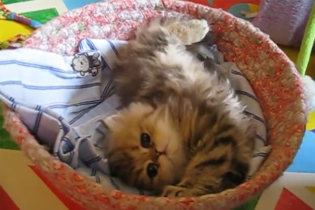 ある意味危険な猫かも！？あざとすぎる子猫の“かまってポーズ”にメロメロになる視聴者続出「天使すぎて目が離せない」「もはやセラピー」