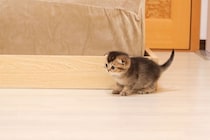 【動画あり】「つ、詰んだニャン…」ベッドから降りられなくなって呆然とする子猫「困り果てた顔が最高にカワイイ」視聴者が悶絶！
