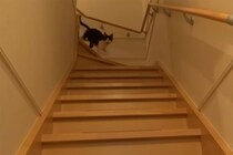 「どこ行ってたニャ！」3日ぶりに再会した時の“猫のお出迎え”がカワイすぎる！「愛情が伝わってくる～」視聴者が嫉妬！