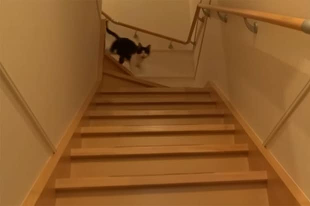 「どこ行ってたニャ!」3日ぶりに再会した時の“猫のお出迎え”がカワイすぎる!「愛情が伝わってくる~」視聴者が嫉妬!