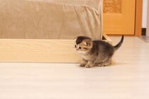【動画あり】「つ、詰んだニャン…」ベッドから降りられなくなって呆然とする子猫「困り果てた顔が最高にカワイイ」視聴者が悶絶！
