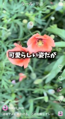 かわいいけど…道端で見掛けるオレンジの花、素手で触っちゃダメ！　自衛隊が注意喚起する理由に「知らなかった」