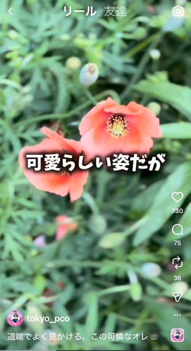 かわいいけど…道端で見掛けるオレンジの花、素手で触っちゃダメ！　自衛隊が注意喚起する理由に「知らなかった」
