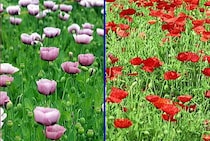 【マジで！？】ケシの花、勝手に抜いたら「違法行為」で懲役刑になる可能性があるって本当？